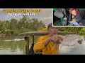 Download Lagu Pertanda buruk!!! kalau buaya ini muncul pasti terjadi sesuatu. Nyata hujan badai dan ikan bermatian