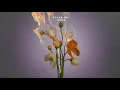 Polar Inc. - Sidis