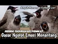 Download Lagu PUTAR SEKARANG,‼️ SUARA PIKAT BURUNG KUTILANG RIBUT GACOR..