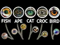 Every Eye In The Animal Kingdom WIRED
