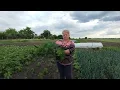 Download Lagu Сільські вихідні дні/Заготовляємо зелень
