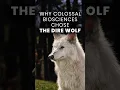 Lagu Why the DIRE WOLF?