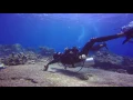 Download Lagu Finding Hammerhead Shark in Banda Neira