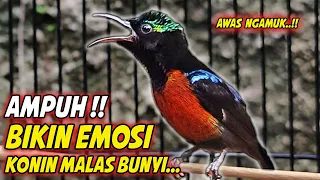 konin gacor full materi roll tembak mewah pancingan kolibri ninja bahan agar cepat nembak isian