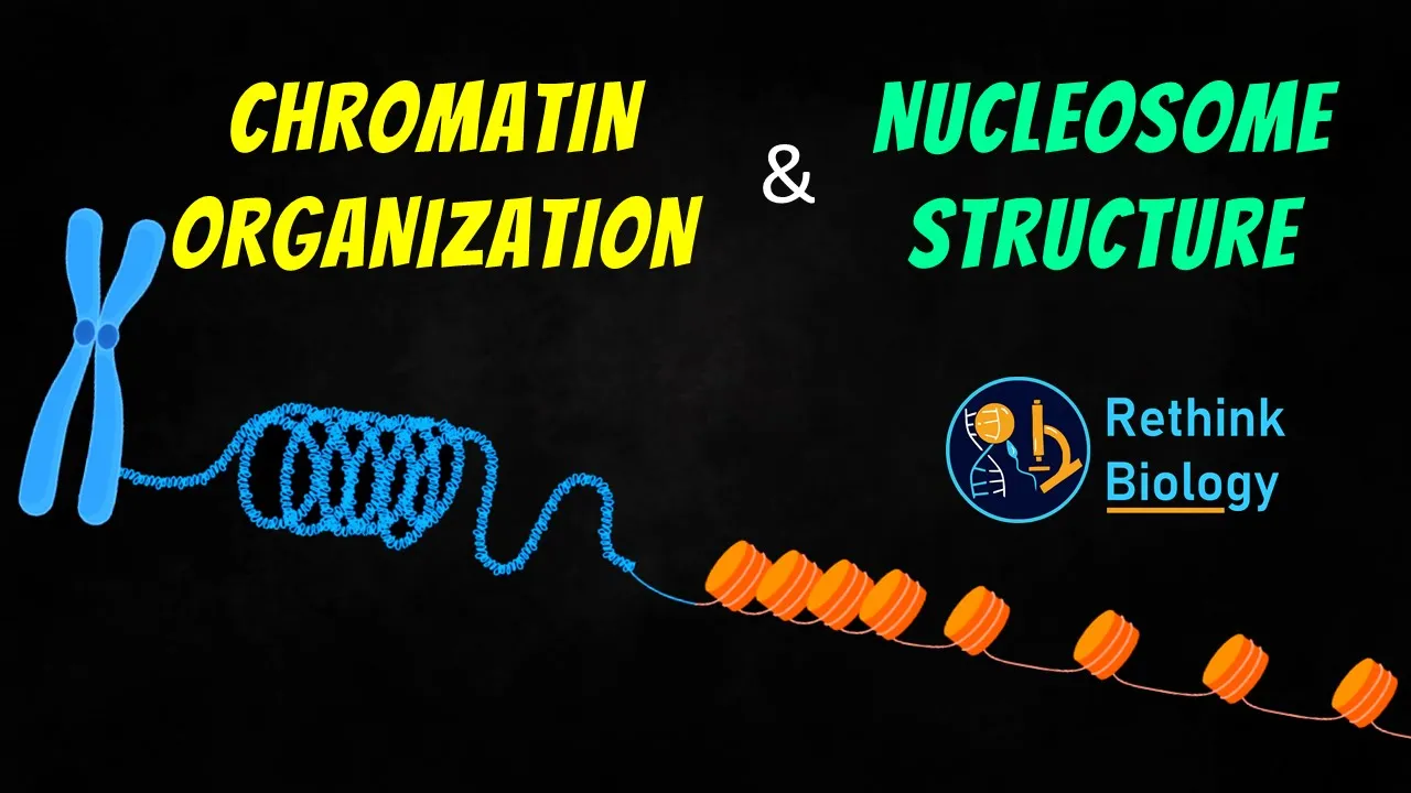 Chromatin Organization Animation || Nucleosome Structure