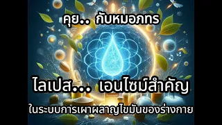 อะไรคือบทบาทหลักของไลโปโปรตีนไลเปส?