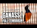 Download Lagu MURAI BATU GACOR FULL ISIAN TEMBAKAN BONGKAR ISIAN SANGAT AMPUH MEMANCING EMOSI MURAI BATU LAWAN