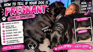 How To Tell If Your Dog Is Pregnant 🐶❤️😍