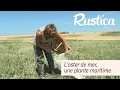 Download Lagu L'aster maritime, une plante halophile comestible