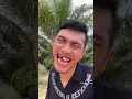 Elebew
