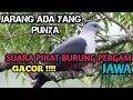 Download Lagu SUARA PIKAT PERGAM JAWA / PERGAM GUNUNG ‼️AUTO KUMPUL‼️