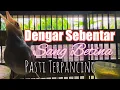 Lagu Pasti nyaut!! Suara pancingan prenjak kepala merah jantan memanggil betina