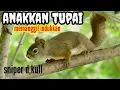 SUARA ANAK TUPAI//BAJING MEMANGGIL INDUKKAN