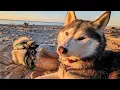My Husky Enjoying the Sunset Glow