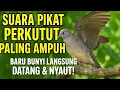 Download Lagu Suara Pikat Perkutut Paling Ampuh | Baru Bunyi Langsung Datang \u0026 Nyaut!