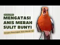 Download Lagu MACETAN PASTI NYAUT | ANIS MERAH GACOR INI 100% JITU UNTUK PANCINGAN ANIS MERAH MACET BIAR BUNYI |15