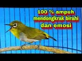 Download Lagu Suara Burung Pleci Ngecir + Ngalas 100% Ampuh Buat Pancingan