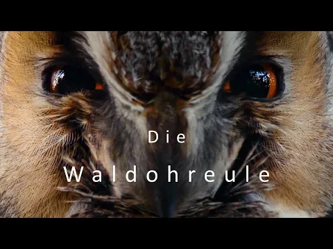 Download MP3 Fiep! Kletternde Federbälle. Die Waldohreule (Eulenfilm)  | Gamander López