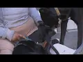 The lives of San Francisco s unhoused pet owners