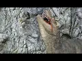 Download Lagu Yona Eaten By T-rex HD by WormSignVore