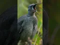 Download Lagu Burung Lyrebird. Efek suara yang luar biasa #shortsfeed #birds #viralshors