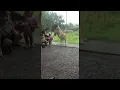 Download Lagu Lion Tries to Catch Some Kids || ViralHog
