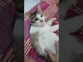 Tem : Apasih!!! #simeong #cat #funny