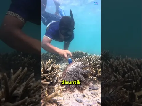 Mengapa hewan laut ini harus disuntik mati😱 #shorts