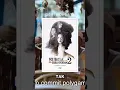 Download Lagu #SurgaYangTakDirindukan2 #ReviewFilm #FilmIndonesia #RezaRahadian #LaudyaCynthiaBella #RalineShah