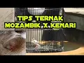 Download Lagu Tips ternak kenari dengan Mozambik/sanger/blackthroat
