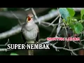 Download Lagu burung merdu cocok untuk master