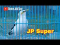 Download Lagu Jalak Putih Gacor Isian Tembakan Untuk Pancingan Jalak Macet Bunyi
