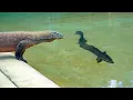Download Lagu Deze Komodovaraan Viel de Verkeerde Prooi Aan en Betaalde Daar Een Hoge Prijs Voor!