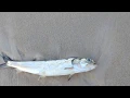 Red Tide Panama City Beach FL September 15 2018