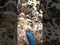 Download Lagu video ini berdurasi 14 detik 😅