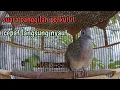 Download Lagu Perkutut lokal gacor suara lelah cocok untuk pancingan.