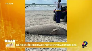 Sete golfinhos foram encontrados mortos no litoral norte de SC, autópsia indica contato humano