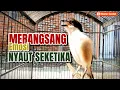 Download Lagu CENDET GACOR SUARA 100% AMPUH PANCINGAN BURUNG CENDET JENIS APAPUN SEKALI DENGAR NYAUT SEKETIKA
