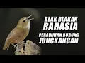 Download Lagu TIPS PERAWATAN BURUNG JONGKANGAN ATAU CINGCOANG COKELAT