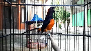 murai batu anda gak akan mau diam dan pasti emosi dengan tembakan dahsyat murai semi gembung ini