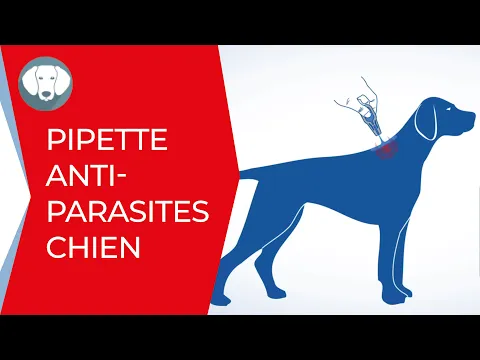 Comment appliquer une pipette antiparasitaire sur votre chien ? | Clément Thékan