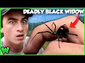 You re WRONG About The Black Widow Spider