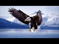 TIRUKAN! Suara Kicau Burung Elang Mencari Mangsa | Accipitridae Mp3 Song Download