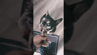 Try Not To Laugh Https Www Facebook Com Share 1AS4UVrV1Y Mibextid WwXIfr 