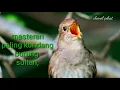 Masteran Burung kicau Full Senjata tajam !!! - Suara jelas Jernih Untuk Semua Burung