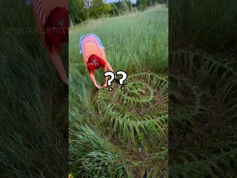 Why people braiding their lawn grass?