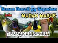 Download Lagu masteran murai batu burung kecil || masteran murai batu burung kecil-kecil