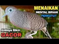 Download Lagu Perkutut lokal gacor suara besar Pancingan untuk yang malas bunyi di jamin langsung nyaut