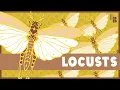 The Strange Thing That Turns Grasshoppers Into Locusts