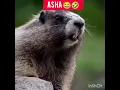 Download Lagu #shortsvideo #gallery bolane wala#new tag#asha# comedy#videoshow #short#YouTube#channel
